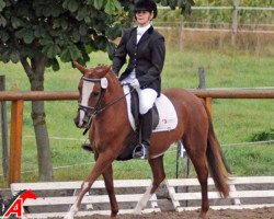 Springpferd Stute von Prince Chamring (Deutsches Reitpony, 2010, von Prince Charming 17)