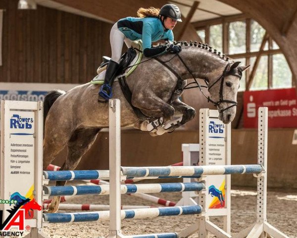 jumper Stute von Kaiserwind (German Sport Horse, 2006, from Kaiserwind)