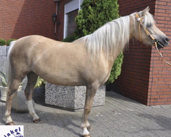 broodmare Lady (Welsh mountain pony (SEK.A), 2008, from Bryn Storm)