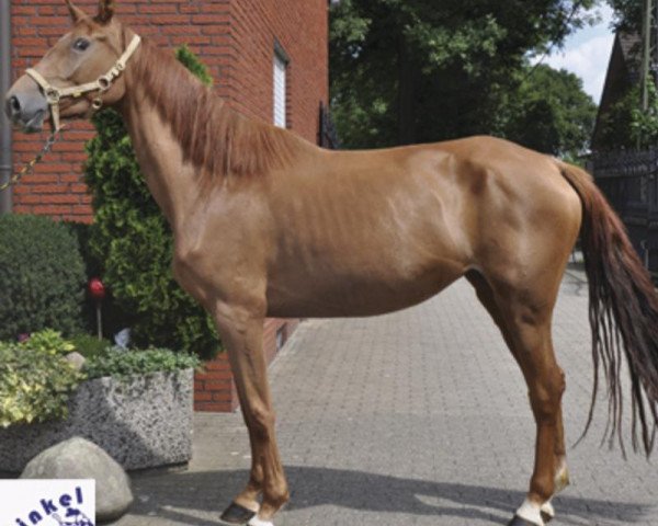 broodmare Deutsches Reitpferd (German Warmblood, 2010)