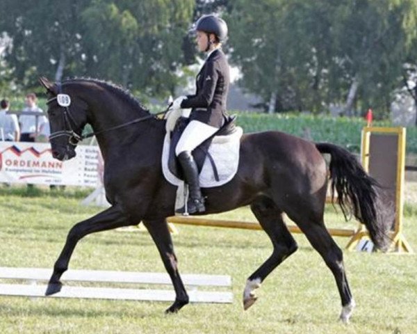 dressage horse Sanssouci B (Hanoverian, 2011, from Sarkozy 3)