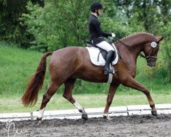 dressage horse Don Peringnon (Hanoverian, 2009, from Don Henrico)