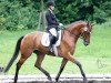 broodmare Selsinger Lady (Hanoverian, 2009, from Silberschmied)