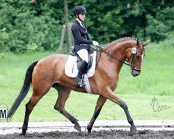 broodmare Selsinger Lady (Hanoverian, 2009, from Silberschmied)