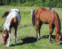 horse Chaccoo Blue (Quarter Horse, 2012)