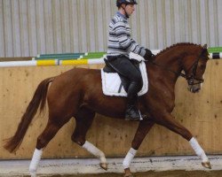 dressage horse Fürstin Frieda 3 (Hanoverian, 2010, from Fuerst Rousseau)