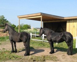 broodmare Wytske van de Leidijk Ster (Friese, 1999, from Krist 358)