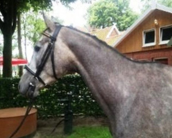 dressage horse Isolander (Trakehner, 2011, from Halimey Go)