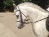 dressage horse Walker (Haflinger, 2004)