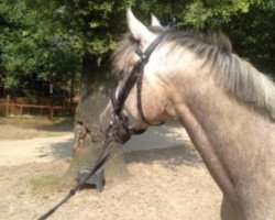 dressage horse Ben (German Riding Pony, 2010)