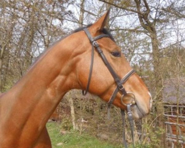 horse Undine (Holsteiner, 2008, from Urleven Pironniere)