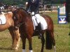 dressage horse Der Feine Henry (German Riding Pony, 2010, from Der feine Lord AT)