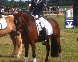 dressage horse Der Feine Henry (German Riding Pony, 2010, from Der feine Lord AT)