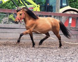 dressage horse Raja (Iceland Horse Mix, 2009)