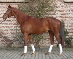 broodmare Bella (Rhinelander, 2008, from Beltoni)