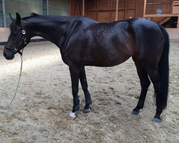 broodmare Stute von Quicksilber (Oldenburg, 2007, from Quicksilber)