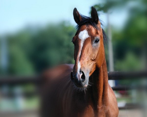 jumper Vrodo (German Warmblood, 2004)