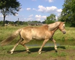 jumper Flash (Palomino, 2008)