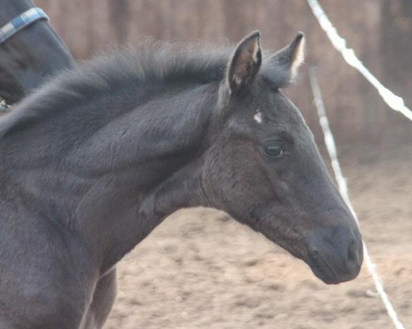 broodmare Welcome Hit (Oldenburg, 2014, from Fantastic)