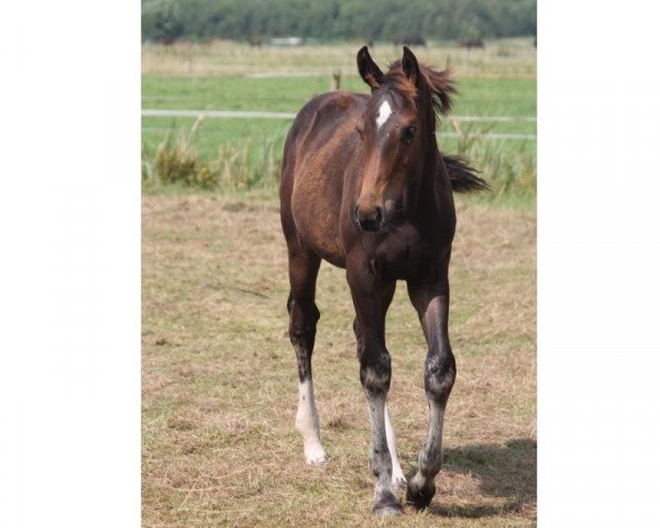 dressage horse Stute von Royal Classic (Hanoverian, 2013, from Royal Classic I)