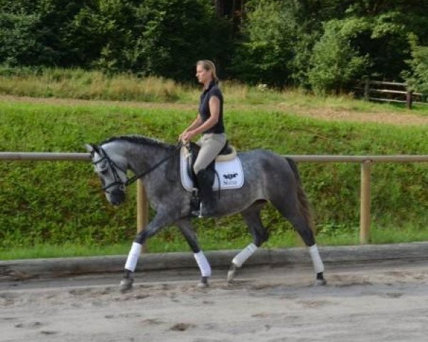 dressage horse Lolita (Andalusier, 2010)