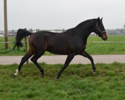 Dressurpferd Stanley (Deutsches Sportpferd, 2010)