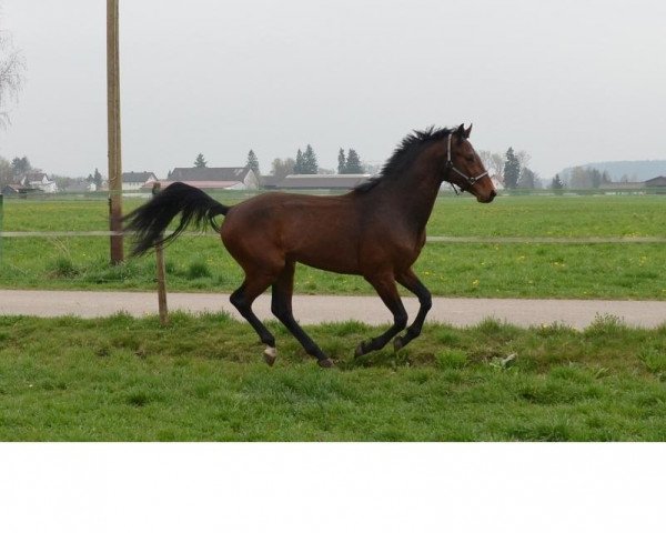 Springpferd Latino (Deutsches Sportpferd, 2011)