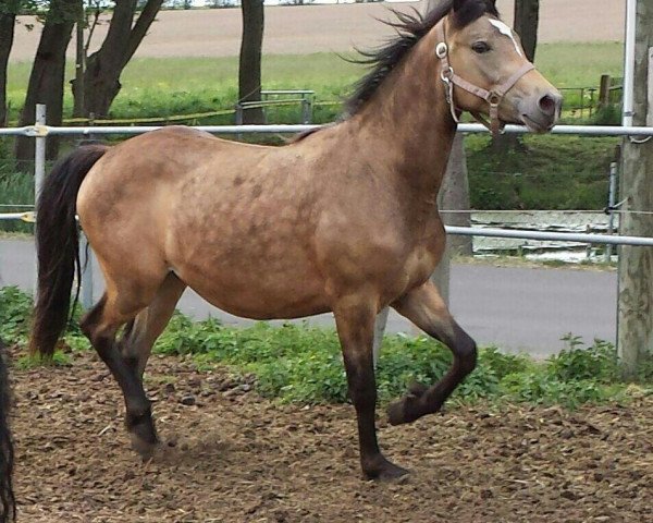 Pferd Criollo (Criollo, 2012)