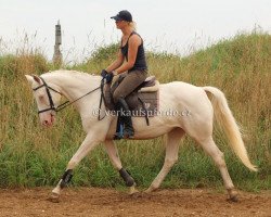 broodmare Venmis (Czech Warmblood, 2002, from Mistral)