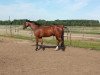 dressage horse Avalon (Rhinelander, 2004)