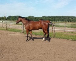 dressage horse Avalon (Rhinelander, 2004)