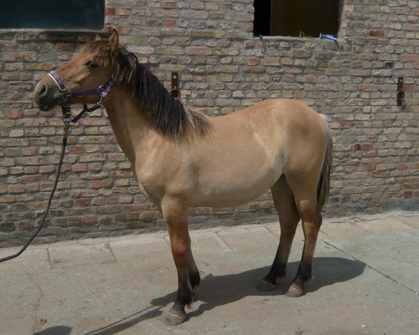 dressage horse Frida (Rhenish-German Cold-Blood, 2013)