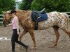 Springpferd appi (Appaloosa, 2005)