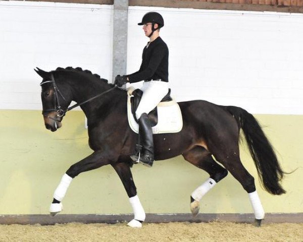 dressage horse Lady Lissara (Hanoverian, 2010, from Lissaro)