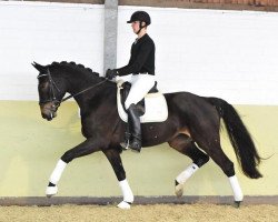 dressage horse Lady Lissara (Hanoverian, 2010, from Lissaro)