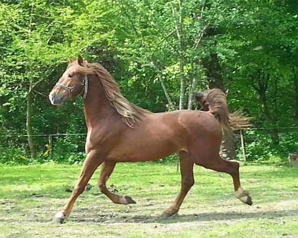 Springpferd Florus (KWPN (Niederländisches Warmblut), 2010)