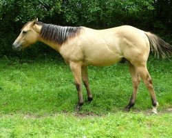 Deckhengst CF Tivios Peppy (Quarter Horse, 2013, von Tivio Jessie James)