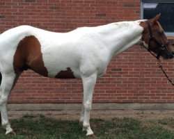 Springpferd Cool Wonder (Paint Horse, 2010, von Mister Zip)