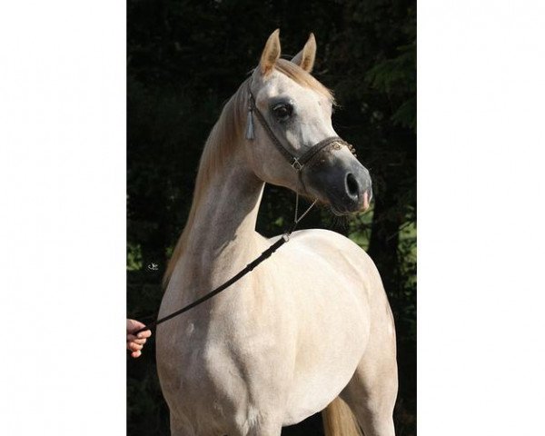 broodmare Vollblutaraber (Arabian thoroughbred, 2011, from Fa Wisznu)