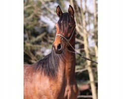 broodmare Dagnes ox (Arabian thoroughbred, 2011, from Wachlarz ox)