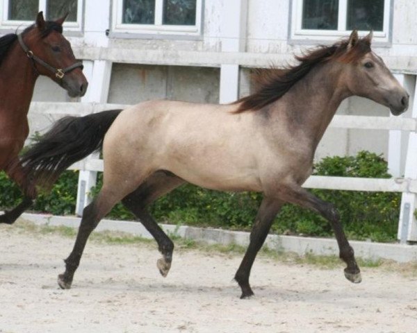 horse Rey LXI (Pura Raza Espanola (PRE), 2013, from Giorgio)