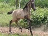 dressage horse Cita (Pura Raza Espanola (PRE), 2014)