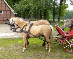 Zuchtstute Welsh Pony (Sek.B) (Welsh Pony (Sek.B), 2009, von Timing)