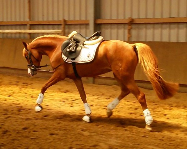 horse Deutsches Reitpony (German Riding Pony, 2010, from Martell)