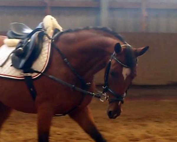 Springpferd Stute von Man in Black (Deutsches Reitpony, 2011, von Man in Black)