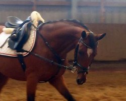 jumper Stute von Man in Black (German Riding Pony, 2011, from Man in Black)