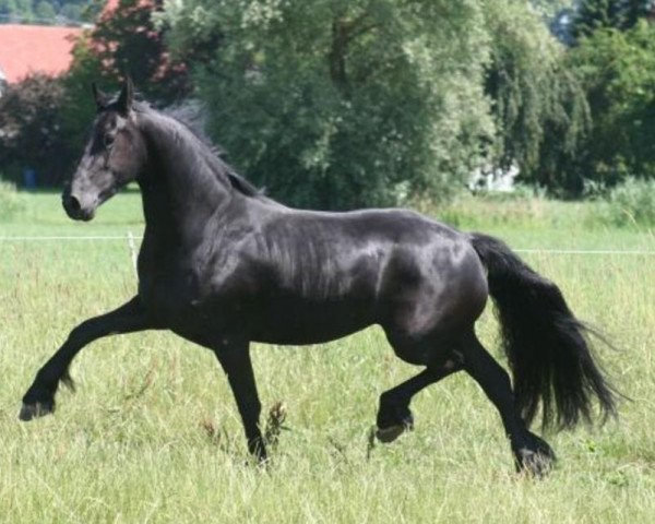 broodmare Lobke (Friese, 2011, from Tije)