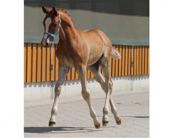 dressage horse CTS Dean Martin (German Riding Pony, 2014, from Don Mour)