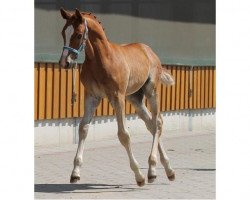 dressage horse CTS Dean Martin (German Riding Pony, 2014, from Don Mour)