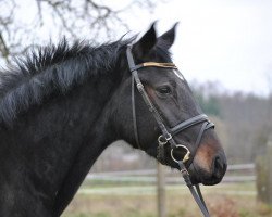 broodmare Calendar Girl (Oldenburg show jumper, 2009, from Contendro I)